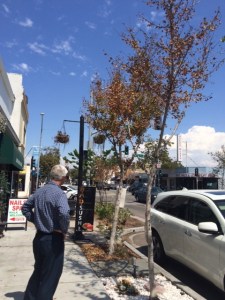Dead trees line the streets in California